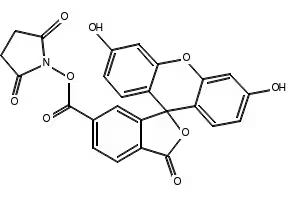 6-CarboxyfluoresceinN-hydroxysuccinimideester structure, CAS 92557-81-8