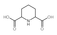 Piperidine-2,6-dicarboxylicAcid structure, CAS 499-82-1