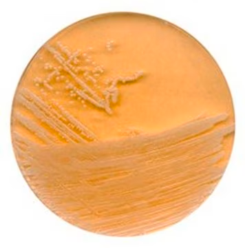 SOYA, LECITHIN structure, CAS 68855-90-3