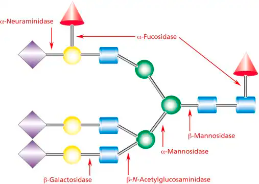 BETA-MANNOSIDASE structure, CAS 9025-43-8