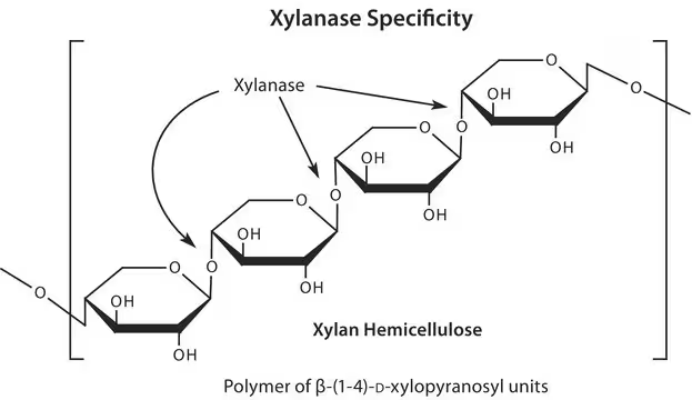 Xylanase from Trichoderma viride structure, CAS 9025-57-4