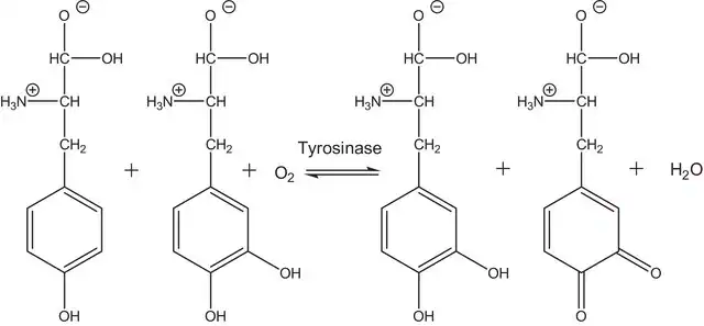 TYROSINASE structure, CAS 9002-10-2