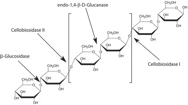BETA-GLUCOSIDASE structure, CAS 9001-22-3