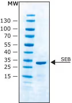 ENTEROTOXIN TYPE B, STAPHYLOCOCCUS AUREUS structure, CAS 11100-45-1