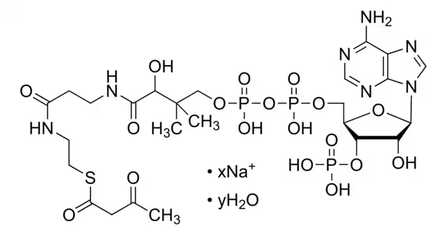 ACETOACETYL COENZYME A SODIUM SALT structure, CAS 102029-52-7