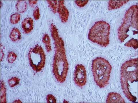 Gastric mucin structure, CAS 53-46-3
