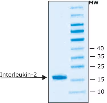 Interleukin-2 structure, CAS 102524-44-7