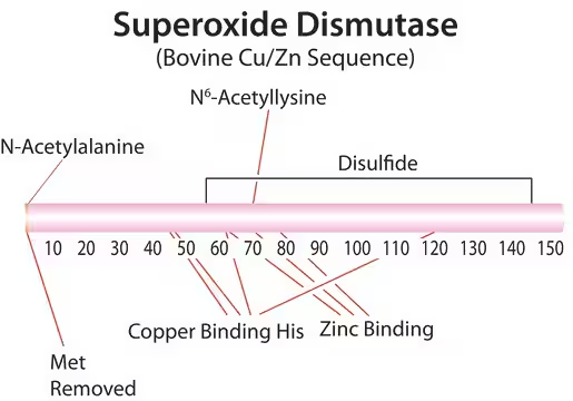 Superoxide dismutase structure, CAS 9054-89-1