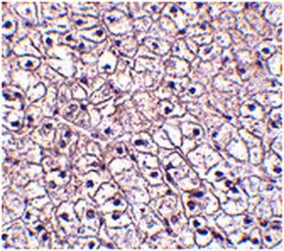 Thymic factor structure, CAS 63958-90-7