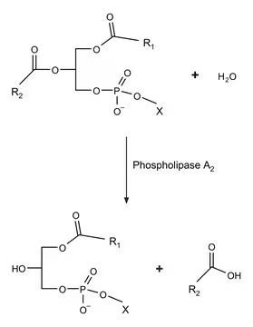 PHOSPHOLIPASE A2 structure, CAS 9001-84-7