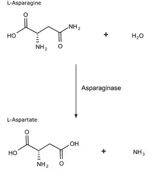 ASPARAGINASE structure, CAS 9015-68-3