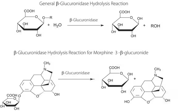 β-Glucuronidase structure, CAS 9001-45-0