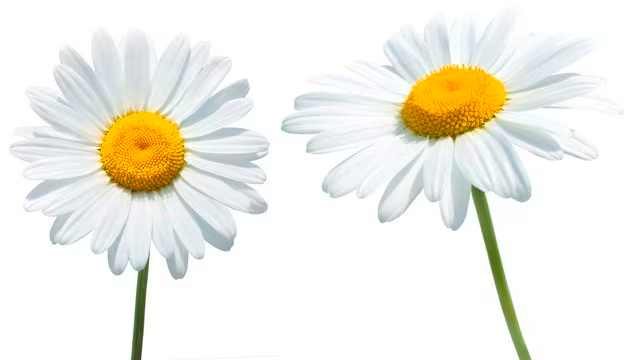 Chamomile Oil structure, CAS 8015-92-7