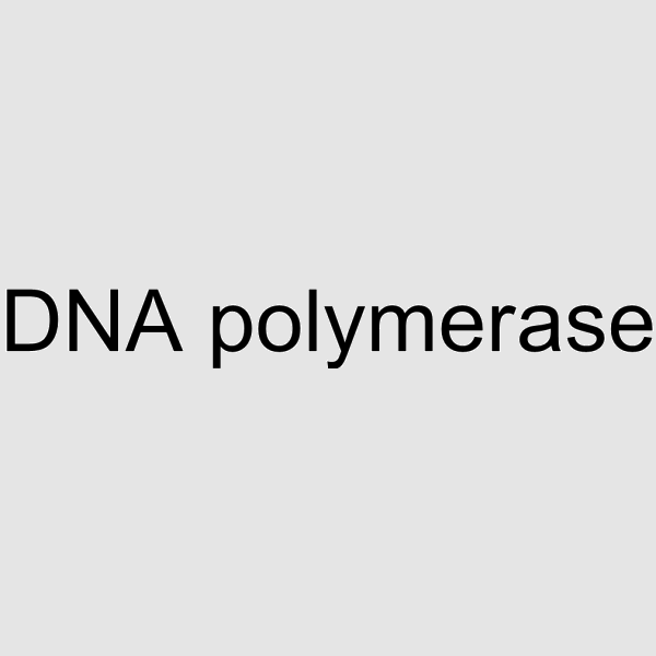 DNA polymerase structure, CAS 9012-90-2