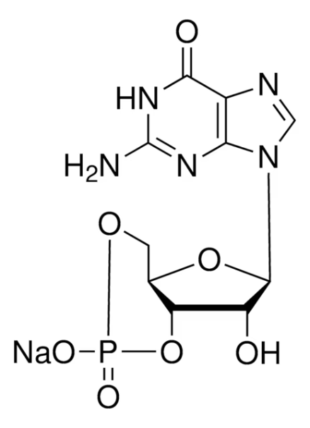 Guanosine 3',5'-cyclic monophosphate sodium salt structure, CAS 40732-48-7