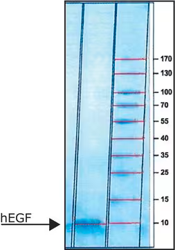 Epidermal Growth Factor structure, CAS 62253-63-8