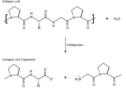 Collagenase structure, CAS 9001-12-1
